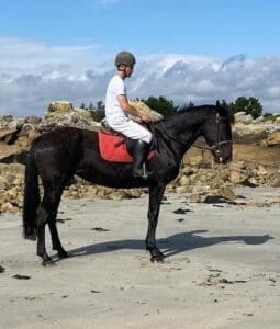 Where to Buy All-Rounder Horses